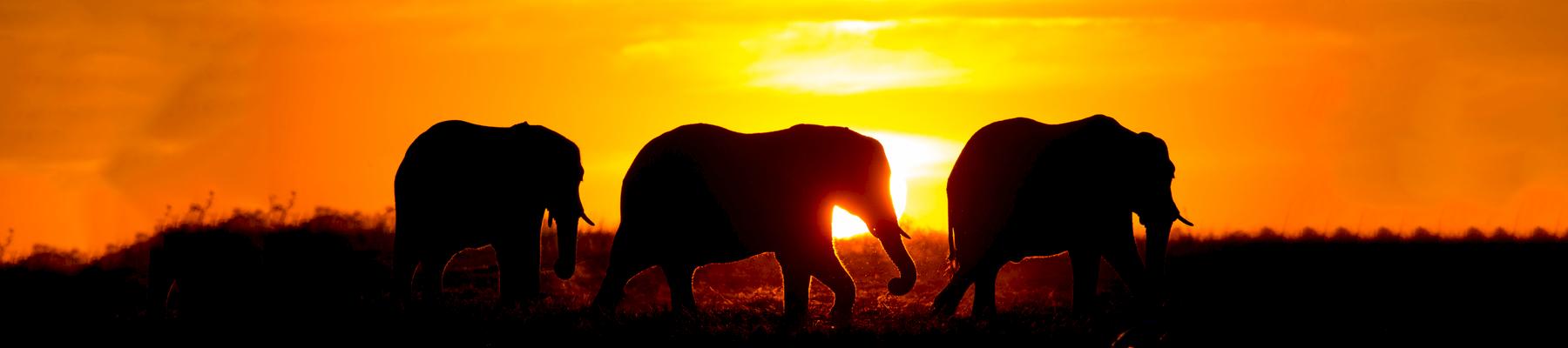 African Elephants Loxodonta Africana in Namibia © Will Burrard-Lucas / WWF-US