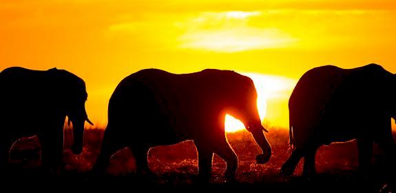 African Elephants Loxodonta Africana in Namibia © Will Burrard-Lucas / WWF-US