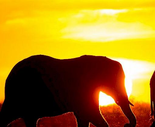 In Transition: Bangkok’s ivory market