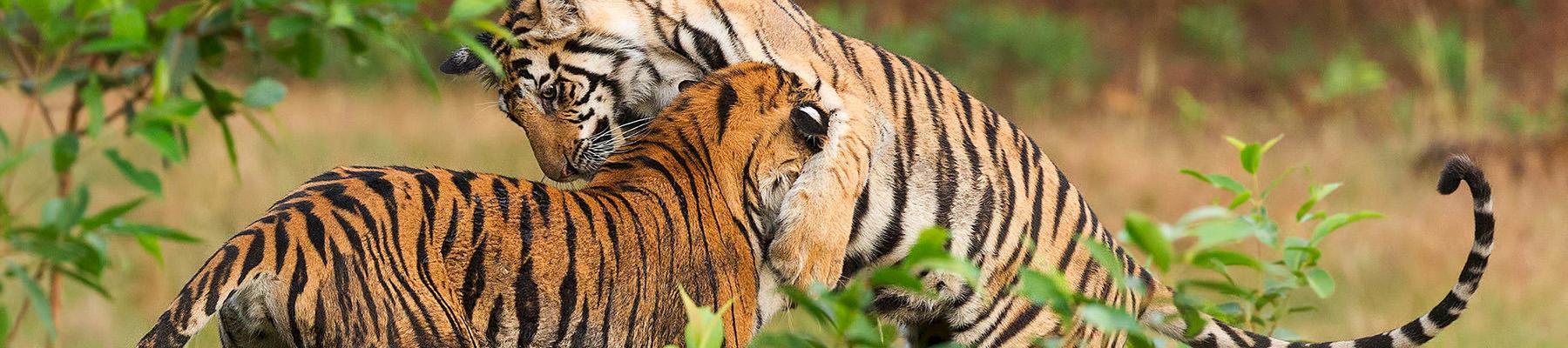 Tiger Panthera Tigris © Souvik Kundu / WWF