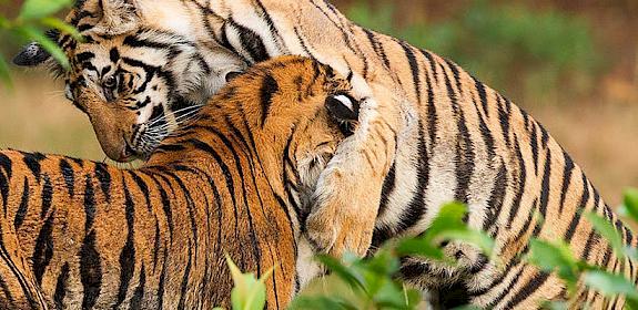Tiger Panthera Tigris © Souvik Kundu / WWF