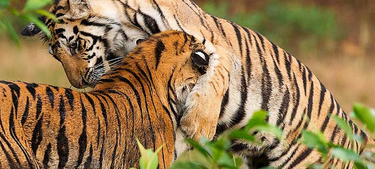 Reduced To Skin And Bones Re Examined Short Analysis Wildlife