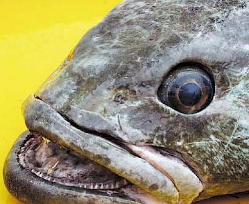 Toothfish floundering after years without CITES protection