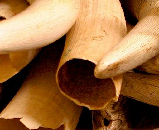 International pressure must be maintained to curb ongoing ivory trafficking