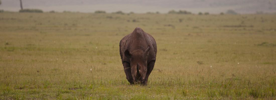 Black Rhino Dicers Bicornis © Richard Edwards / WWF-UK