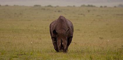 World Rhino Day takes place on eve of critical wildlife trade conference