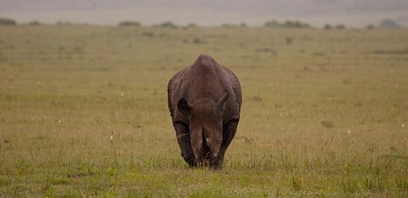 Black Rhino Dicers Bicornis © Richard Edwards / WWF-UK