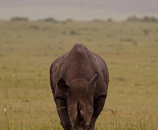 World Rhino Day takes place on eve of critical wildlife trade conference