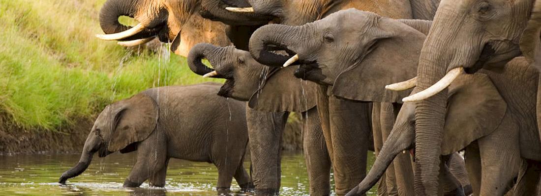 African Elephant Loxodonta Africana © TRACE Network