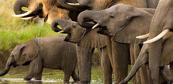 African Elephant Loxodonta Africana © TRACE Network