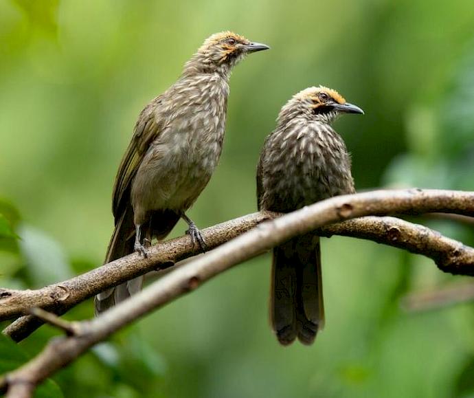 A pair of Straw-headed Bulbul Pycnonotus zeylanicus in the forest © finchfocus / Getty Images