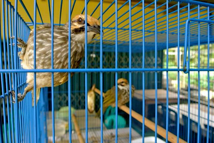 Caged Straw-headed Bulbul © TRAFFIC