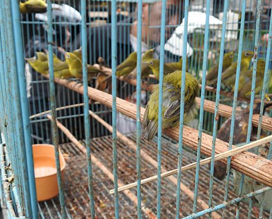 Oriental White-eyes Zosterops palpebrosus for sale © TRAFFIC