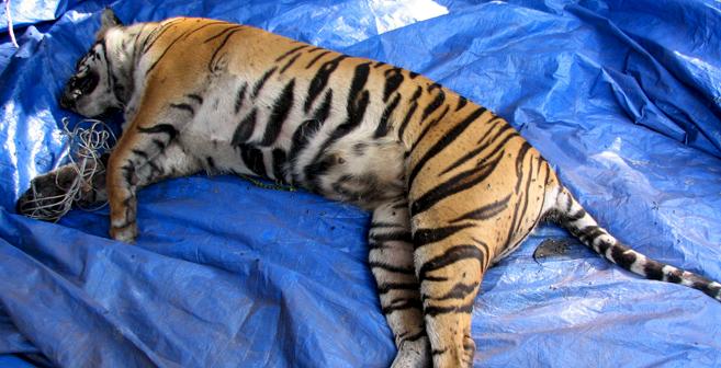 A Sumatran Tiger Panthera Tigris snared to death in Indonesia. Indiscriminately set illegal snares pose a huge risk to not just Big Cats but all manner of wildlife species © WWF-Indonesia / Osmantri