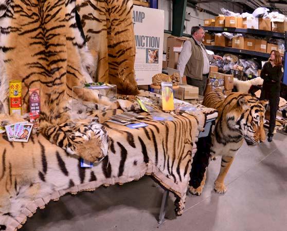 Seized Tiger skins in Chitwan National Park, Nepal © Mark Atkinson / WWF