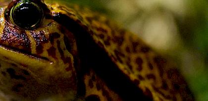 TRAFFIC Recommendations on proposals to amend the CITES Appendices published