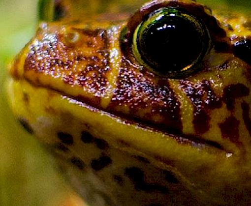 TRAFFIC Recommendations on proposals to amend the CITES Appendices published