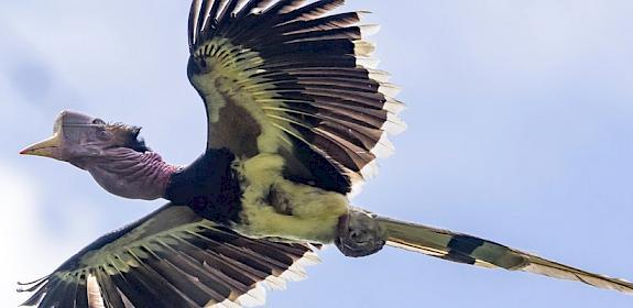 Flying in the face of danger, the Helmeted Hornbill © Muhammad Alzahri