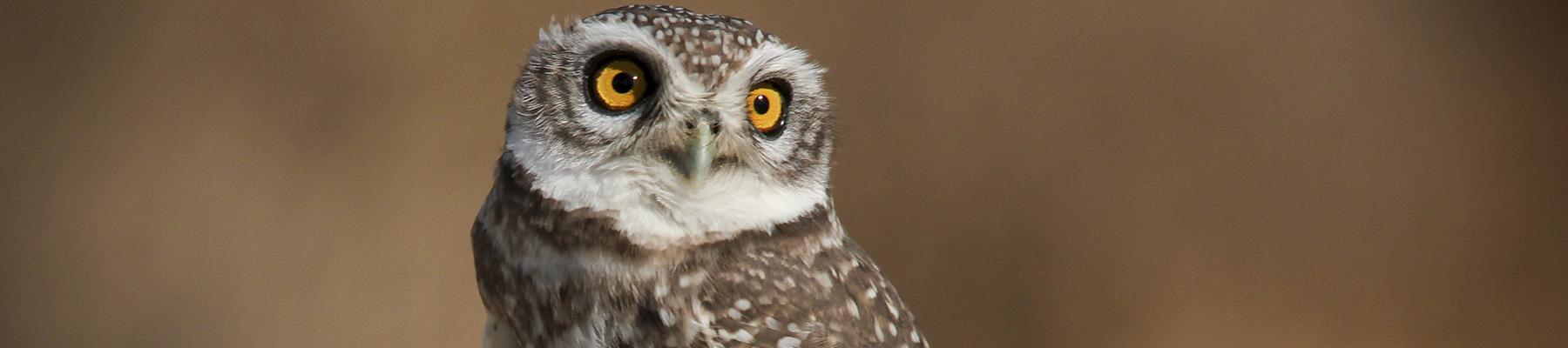 potted Owlet, one of the many protected native species for sale in Chatuchak Market © Peter Steward / CC Generic 2.0