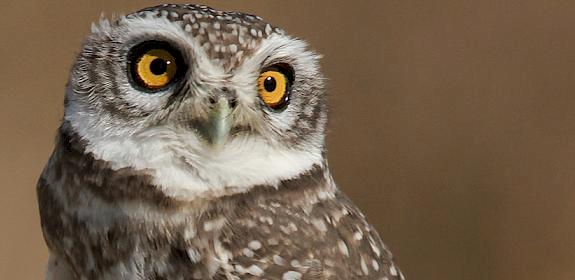 potted Owlet, one of the many protected native species for sale in Chatuchak Market © Peter Steward / CC Generic 2.0