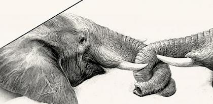 Linking fingers to show support for elephant protection