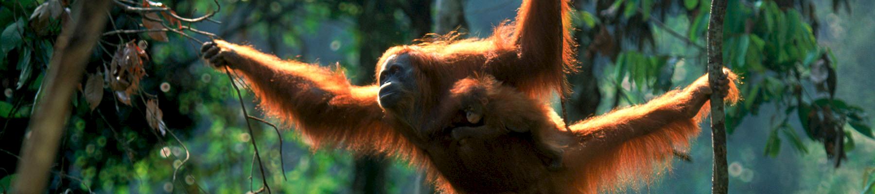 Sumatran Orang utan female swinging through the trees © naturepl.com / Anup Shah / WWF