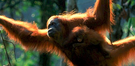 Sumatran Orang utan female swinging through the trees © naturepl.com / Anup Shah / WWF