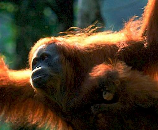 An assessment of trade in gibbons and orang-utans in Sumatra, Indonesia