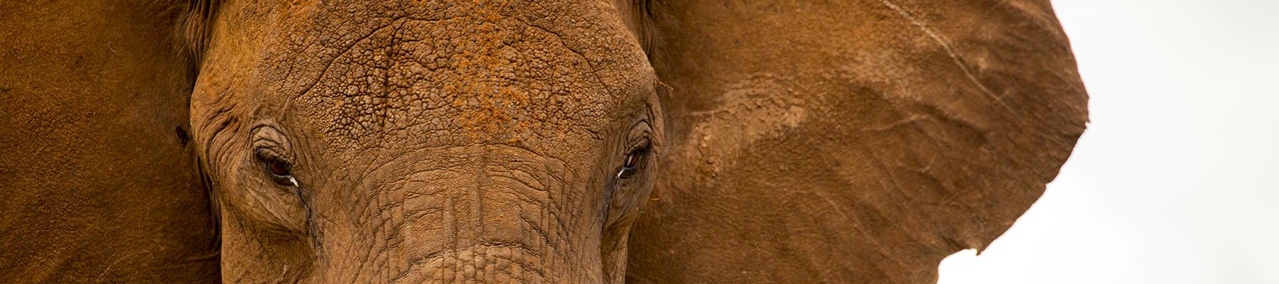African Elephant Loxodonta africana © Greg Armfield  WWF-UK