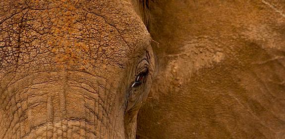 African Elephant Loxodonta africana © Greg Armfield WWF-UK