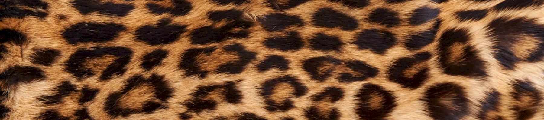 Leopard skin © Ola Jennersten  WWF-Sweden