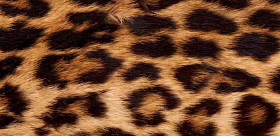 Leopard skin © Ola Jennersten WWF-Sweden