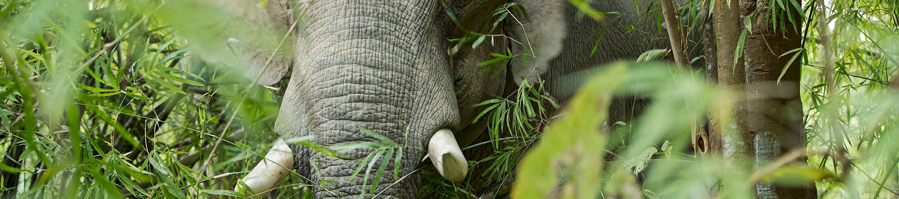 Asian elephant Elephas maximus in the jungle, Myanmar © Julia Thiemann / WWF-Germany