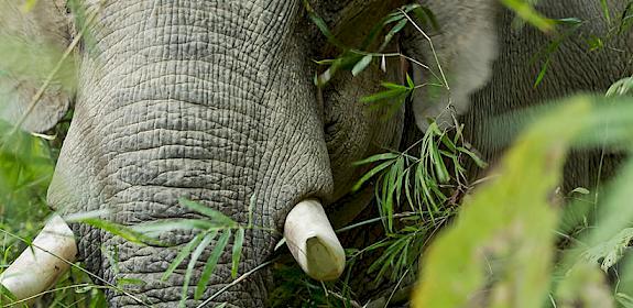 Asian elephant Elephas maximus in the jungle, Myanmar © Julia Thiemann / WWF-Germany