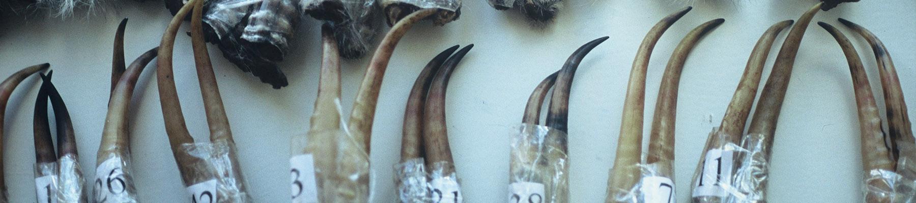 Saiga Antelope horns, Mongolia © Hartmut Jungius / WWF