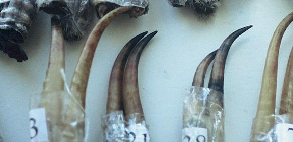 Saiga Antelope horns, Mongolia © Hartmut Jungius / WWF