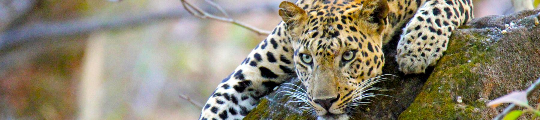 Leopard Panthera pardus at the Bandhavgarh National Park, Madhya Pradesh, India © Brian Hagan