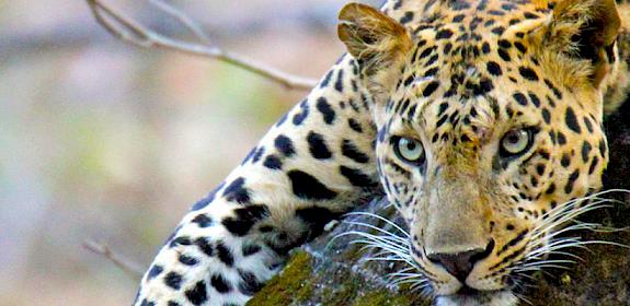 Leopard Panthera pardus at the Bandhavgarh National Park, Madhya Pradesh, India © Brian Hagan