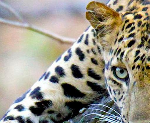 Illuminating the Blind Spot: A study on illegal trade in Leopard parts in India