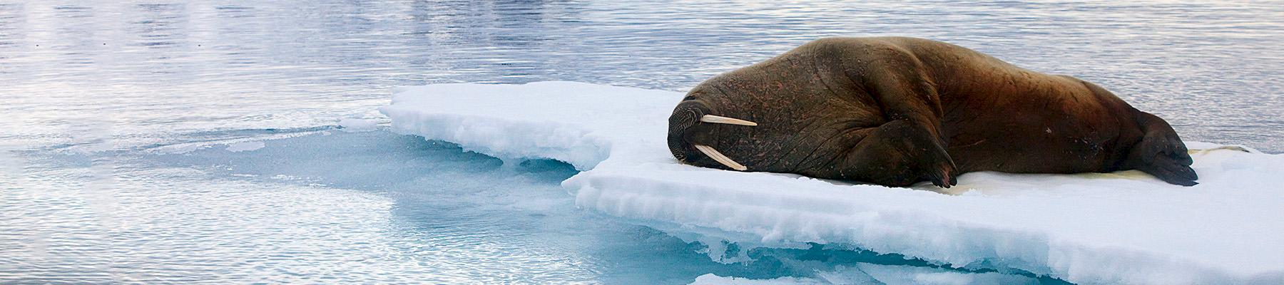 Walrus Odobenus rosmarus lying on ice, Spitsbergen, Svalbard, Norway © Wild Wonders of Europe / Ole Joergen Liodden / WWF