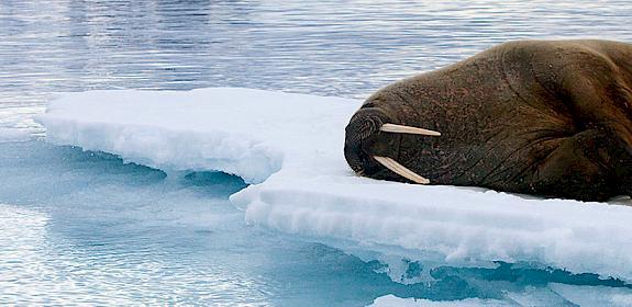 Walrus Odobenus rosmarus lying on ice, Spitsbergen, Svalbard, Norway © Wild Wonders of Europe / Ole Joergen Liodden / WWF