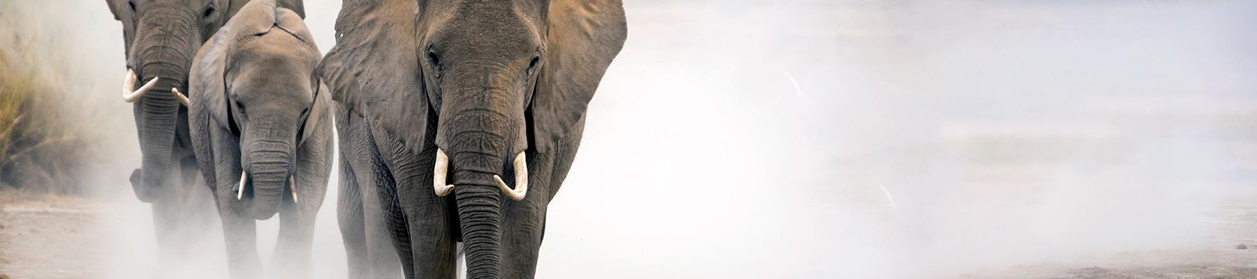 African elephant Loxodonta africana in the Amboseli National Park. Kenya © Randall Trent