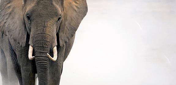 African elephant Loxodonta africana in the Amboseli National Park. Kenya © Randall Trent