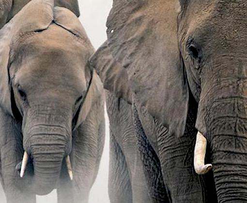 A review of online ivory trade in Japan