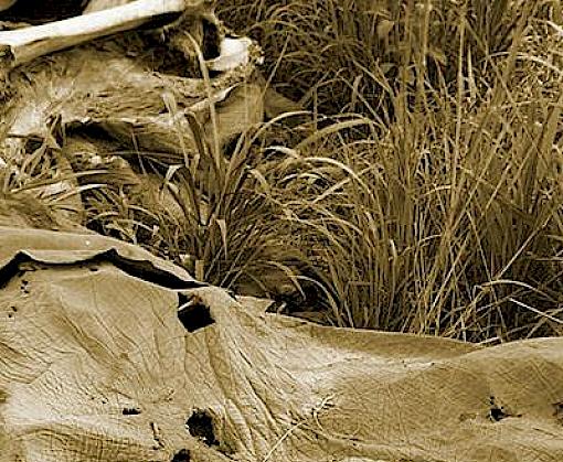 Elephants in the Dust – The African Elephant Crisis
