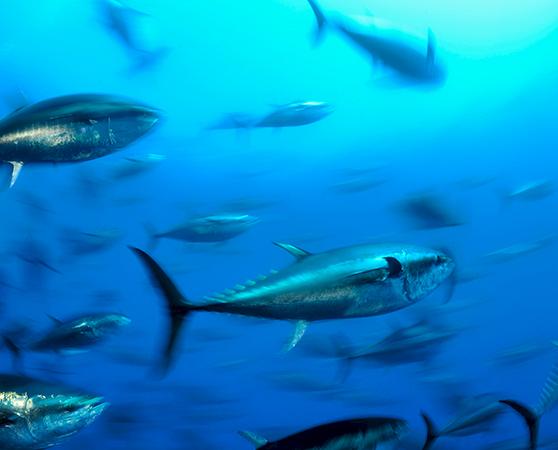 Atlantic bluefin tuna Thunnus thynnus in the Mediterranean © Wild Wonders of Europe / Zankl / WWF
