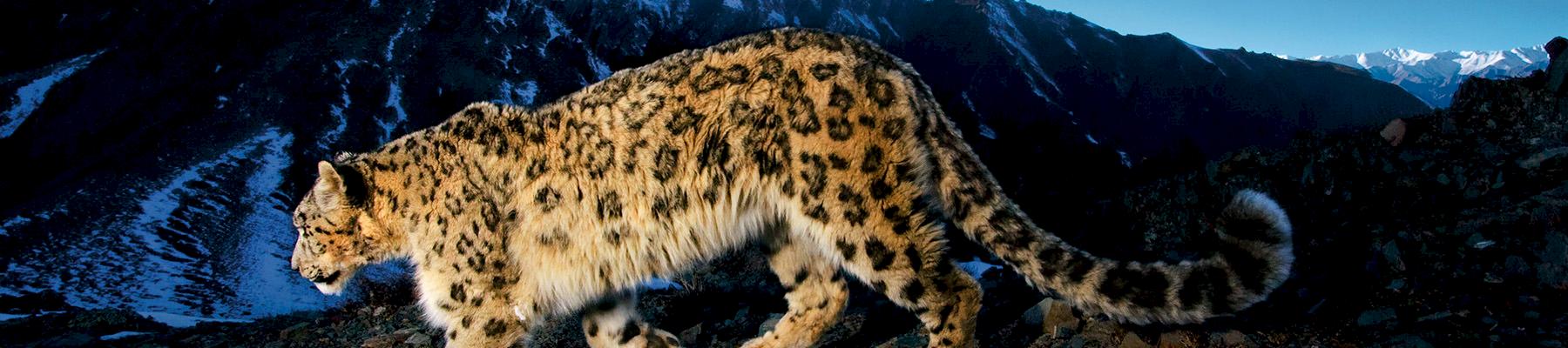 Snow leopard Uncia uncia, one of the species we're working to protect from poaching and human/wildlife conflict © National Geographic Stock /Steve Winter / WWF