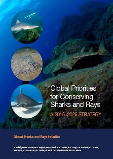 保护鲨鱼和鳐鱼的全球优先事项