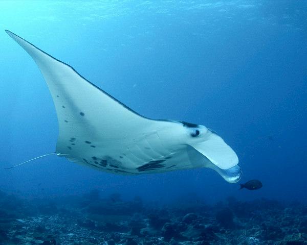 A Giant manta Manta birostris Phoenix Islands, Kiribati © Cat Holloway / WWF