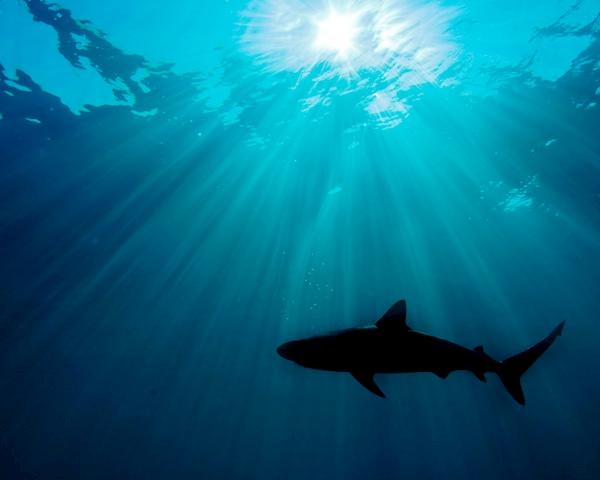 Caribbean reef shark Carcharhinus perezi Grand Bahama, Bahamas © naturepl.com / Alex Mustard / WWF